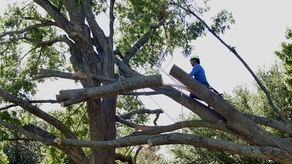 Professional Crown Thinning performed by certified arborists in Beatty